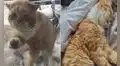 Gato toca la puerta de una casa y ‘pide’ que lo rescaten de la calle