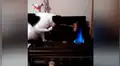 Travieso gato quema su pata en el fuego y tiene terrorífica reacción que asombró al mundo [VIDEO]