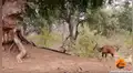 Feroz pitón acecha a ciervo distraído, lo intenta devorar y sucede algo increíble [VIDEO] 