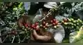 Producción de café retrocede 10 años debido al cambio climático y abandono de plantaciones