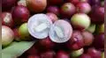Envíos de camu camu peruano alcanzaron récord con US$ 4,7 millones