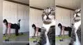 Joven se graba en rutina de ejercicios y su gato se ‘apodera’ de la cámara