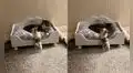 Cachorro ‘obliga’ a un gato a que salga de su cama para jugar