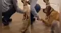 Perro ve que su ‘amigo’ no sabe dar la pata y ‘presume’ que él si aprendió