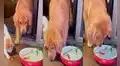 Perro rescata a pez moribundo que fue sacado del agua por un travieso gato