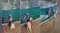 Cachorro visita un acuario y se divierte jugando con un delfín 