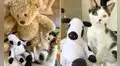 Gatito rescatado no se separa de su vaca de peluche ni para dormir