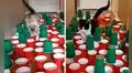 Crea reto para poner a prueba a sus gatos y se sorprende con sus destrezas 