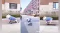 Perrito sorprende con su habilidad para pasear sobre una patineta