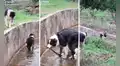 Perro rescata a cachorro que cayó a un canal de regadío 