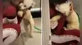 Joven se reencuentra con su perrito después de dos años y escena conmueve