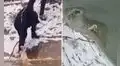Rescatan a perro de un lago congelado y uno de sus salvadores lo adopta