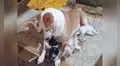 Perrita ‘adopta’ a gatitos abandonados y los cuida como si fueran suyos