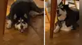 Mujer le canta a su perro “Feliz cumpleaños” y este le sigue el ritmo