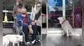 Perro se reencuentra con dueño tras esperarlo seis días en el hospital 