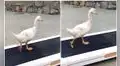 Pato se sube a una máquina trotadora y video sorprende en redes 