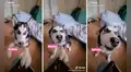 Perro ‘reclama’ a su dueño al escuchar que lo llaman con otro nombre 