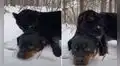 Pantera y perro se vuelven ‘mejores amigos’ y juegan juntos en la nieve