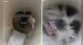 Perrito protagoniza una ‘terrorífica’ escena a través de un agujero en la pared 