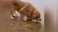 Perro regresa un pez al agua y le salva la vida