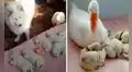 Perrita da a luz y recibe la ‘ayuda’ de un ganso para cuidar a sus cachorros 