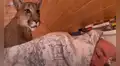Feroz puma se acerca a hombre soñoliento para sacarlo de su cama