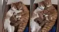 Gato abraza a la mamá de sus crías mientras esta los alimenta