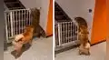 Perro detiene a un gato para que no cruce la reja y evite ser castigado