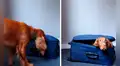 Perrito se mete a una maleta cuando su dueño alista su equipaje