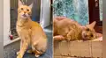 Gatito busca nuevamente hogar tras ser devuelto tres veces a un refugio