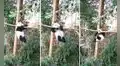 Oso panda es captado mientras se ‘divierte’ trepando de una rama