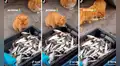 Gatito toma sigilosamente un pescado para alimentar a su compañero