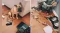 Joven vuelve a casa y descubre que su perro ocasionó un desastre en la sala