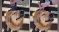 Perrito se viraliza al relajarse con un masajeador de cabeza 