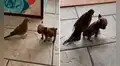 Paloma sube al lomo de un cachorro y este la pasea por la casa