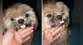 Perro luce como un conejo al ponerse dentadura postiza