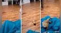 Dueña llama a su iguana y esta obedece como si fuera un perrito