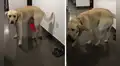 Perro obedece a las órdenes de su dueña y le entrega sus sandalias