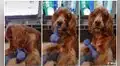 Perrita se asusta al escuchar que su dueña la va a llevar a la perrera