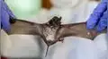 Tailandia: hallan murciélagos con un nuevo coronavirus análogo al SARS-CoV-2 