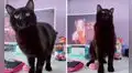 Gatito se viraliza ‘bailando’ una canción de las tendencias de TikTok