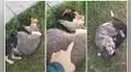 Mapache abraza con firmeza a una perrita y no la quiere soltar