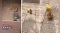 Pollito perdió a su amigo y su dueño lleva uno de plástico para acompañarlo