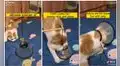 Dueña muestra cómo colocarle un collar isabelino a un gato