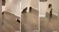 Gatito se esconde tras la pared para asustar al otro gato de la casa 
