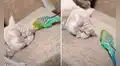 Canario ve un gato dormido, se acerca y aprovecha en darle ‘cariño’