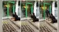 Mujer va al cajero automático con sus tres perros para sentirse segura 