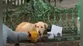 Mujer encuentra a perro atado en una banca con una nota muy conmovedora