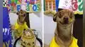 Organizan fiesta de cumpleaños a su perro y este sorprende con su reacción