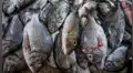 En el Perú, 7 de cada 10 pescados se venden con otro nombre